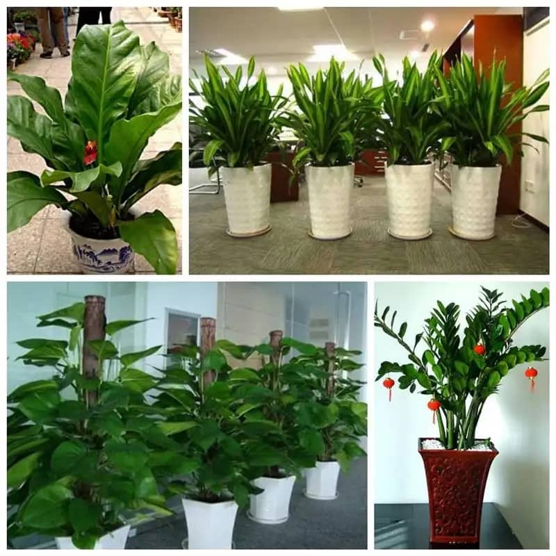 办公空间中的绿植搭配